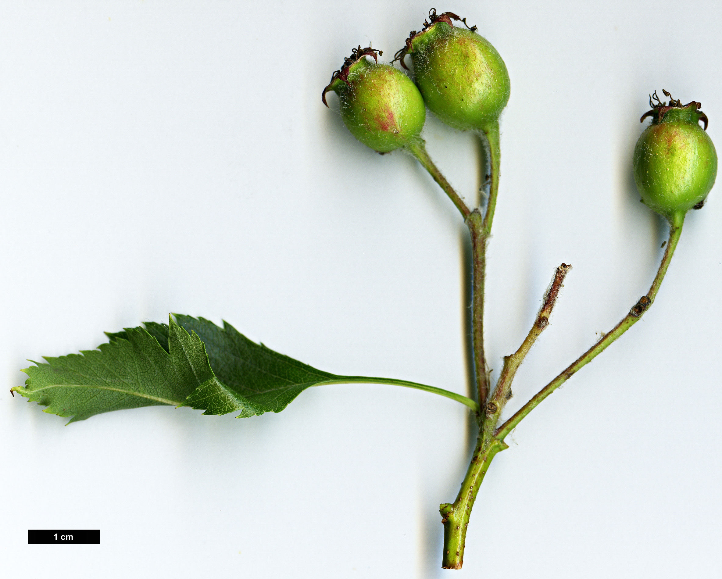 High resolution image: Family: Rosaceae - Genus: Crataegus - Taxon: pinnatifida - SpeciesSub: var. major High resolution image: Family: Rosaceae - Genus: Crataegus - Taxon: pinnatifida - SpeciesSub: var. major